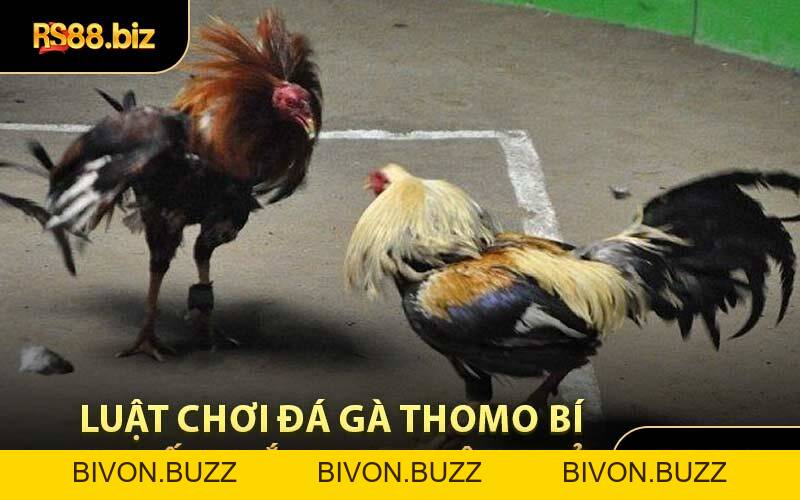 Đá Gà Thomo - Sảnh Cược Nổi Tiếng Thu Hút Mọi Bet Thủ - Bivon