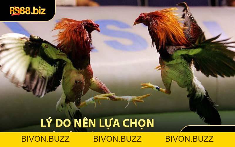 Đá Gà Cựa Dao - Tham Gia Soi Chân Chiến Kê Đỉnh Cao Nhất - Bivon