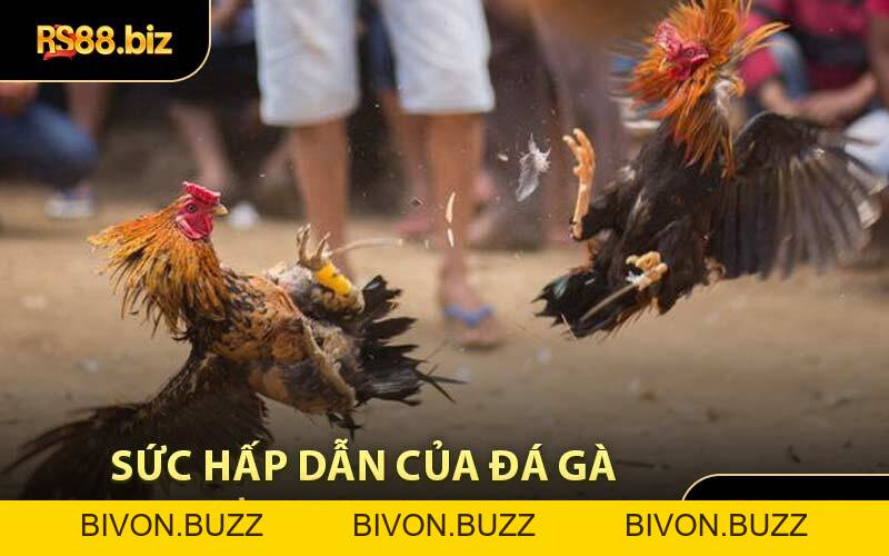 Đá Gà Cựa Dao - Tham Gia Soi Chân Chiến Kê Đỉnh Cao Nhất - Bivon
