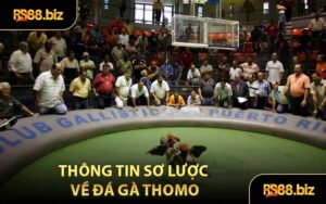 Tin Tức RS88 - Cập Nhật Tin Tức Hot Mỗi Ngày - Bivon
