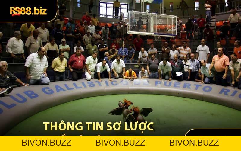 Đá Gà Thomo - Sảnh Cược Nổi Tiếng Thu Hút Mọi Bet Thủ - Bivon