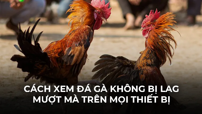 Cách xem đá gà không bị lag 2026: Mượt mà trên mọi thiết bị - Bivon