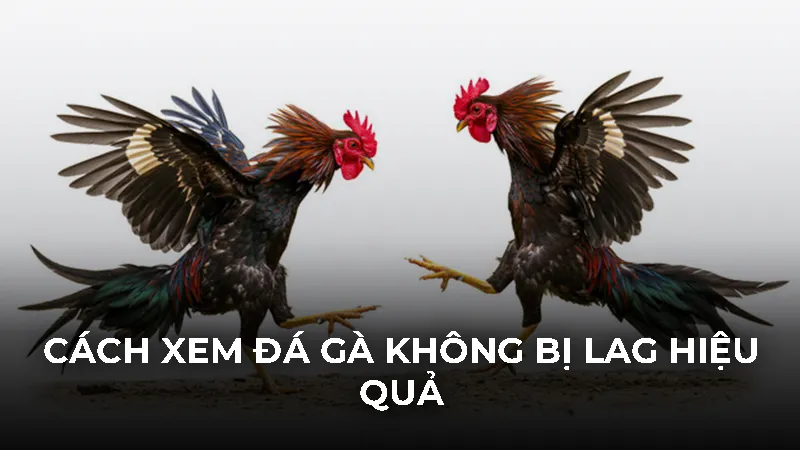 Cách xem đá gà không bị lag 2026: Mượt mà trên mọi thiết bị - Bivon