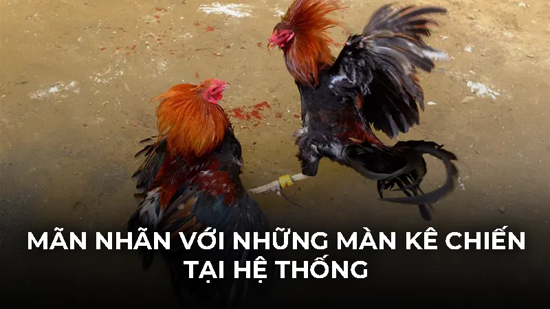 Cách xem đá gà không bị lag 2026: Mượt mà trên mọi thiết bị - Bivon