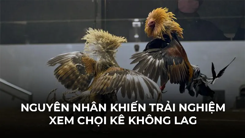 Cách xem đá gà không bị lag 2026: Mượt mà trên mọi thiết bị - Bivon